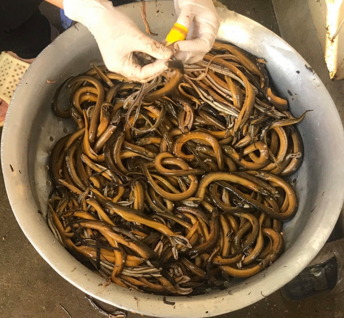 Sơ chế lươn đồng