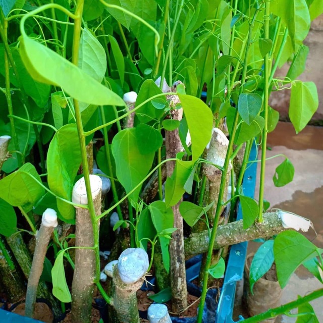 cây giống rau dạ hiến