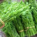 Rau dạ hiến đặc sản cao bằng