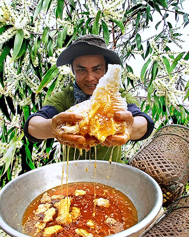 Những đặc điểm đặc biệt để nhận biết mật ong rừng u minh chính gốc 39 Mat Ong 2