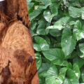 Thien nien kien 17 26219