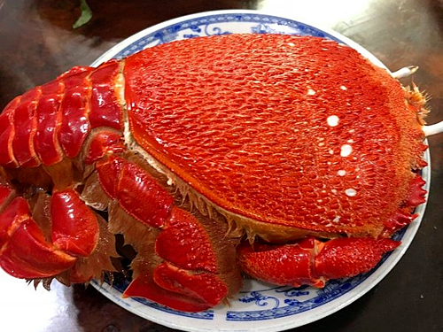 cua huynh dế